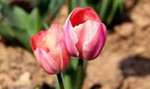 我喜欢的郁金香