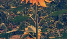 阳光下，我笑了