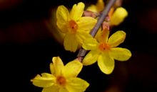 校园门口的迎春花