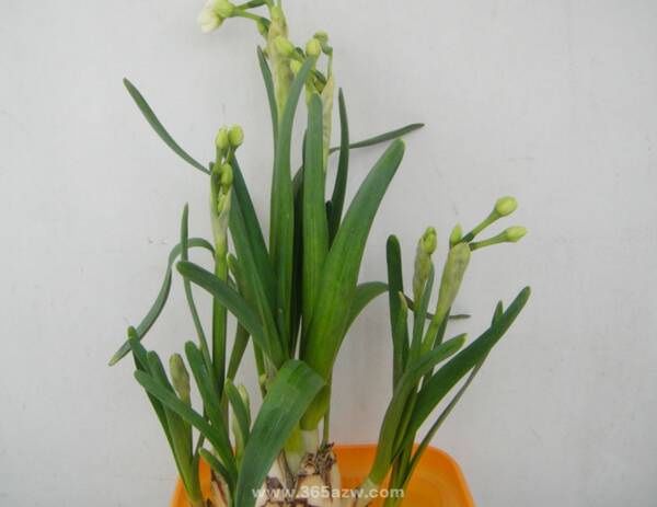观察植物水仙