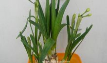 观察植物——水仙