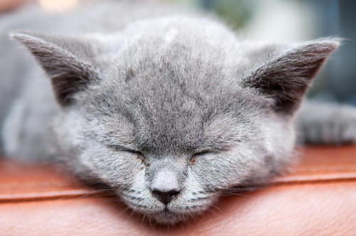 观察动物小猫