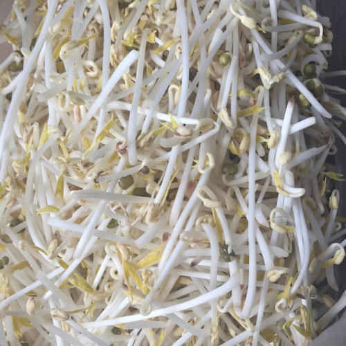 我发绿豆芽
