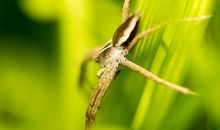 一只蜘蛛的命运