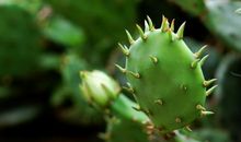 雨中的仙人掌