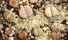 我最喜欢的小石头