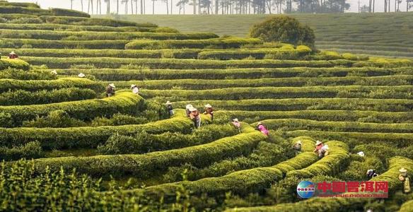 茶香炒茶