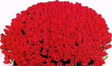 妈妈，我想送给你一份爱心