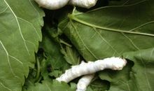 小蚕宝宝成长记