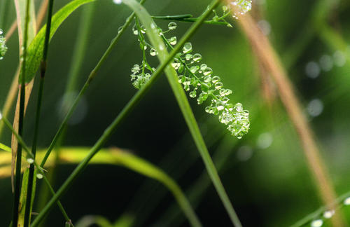 雨后草