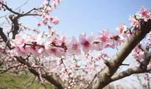 春风十里，桃花片片