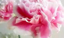 妈妈，我想送你歌声