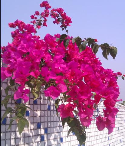 一朵花不容易