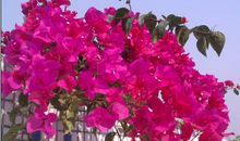 一株鲜花的不容易