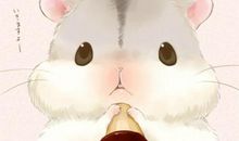 我和小仓鼠的故事