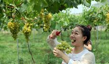 葡萄园的快乐采摘