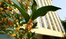 心中缕缕桂花香