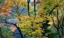 倾听落叶的声音