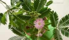 害羞的姑娘——含羞草