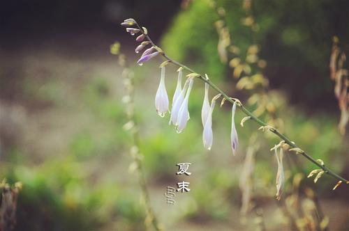 夏末
