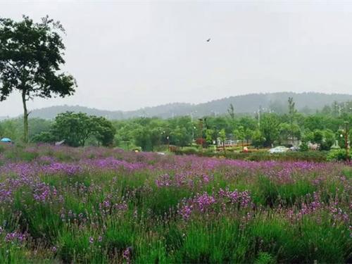 春季郊游·记住牛头山