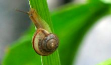 阳台上的小蜗牛