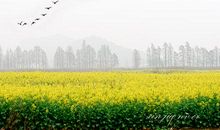 淡淡的爱浓浓的情