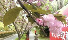 看到落樱，想起她