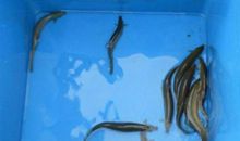 泥鳅“三剑客”