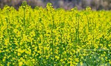 家乡变得美丽动人