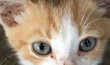 我是3031年的一只猫