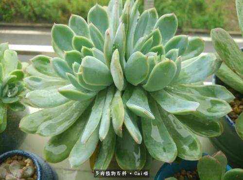 顽强的绿色肉质