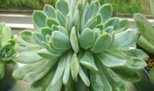 顽强的绿色多肉