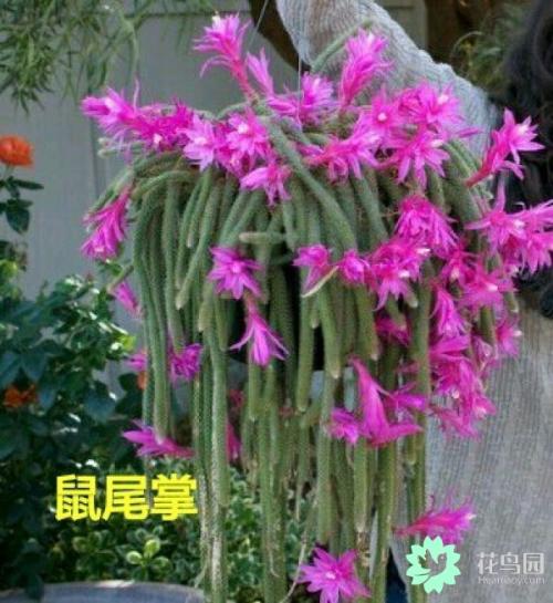 松鼠棕榈