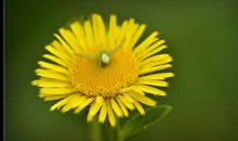 破石而出的蒲公英