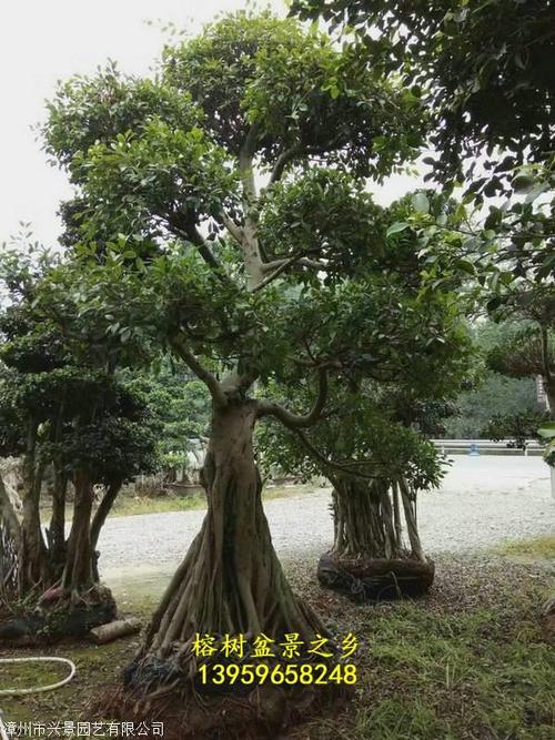 悦榕庄树在记忆的角落