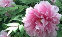 我爱家乡的牡丹花