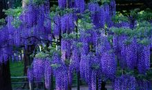 美丽的紫藤长廊