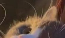 谎言带给我的快乐