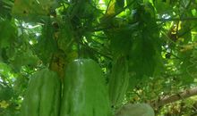 苦瓜中也有甘甜