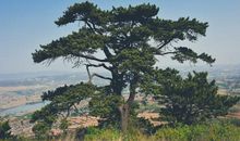 我愿意变成大树