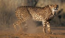 我喜欢的动物豹子