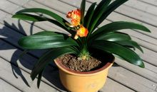 我是一株君子兰