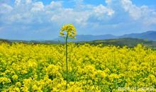 春天来了，秋天还会远吗