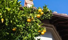 窗外的柑橘树