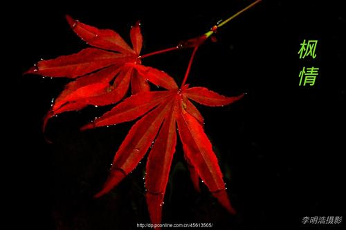 一片落叶落入我的视线