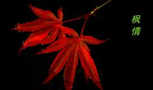 一片落叶进入了我的视线