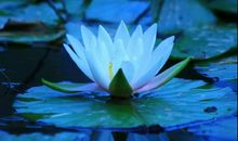 留一缕清香在心间