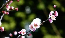 我喜欢的植物梅花