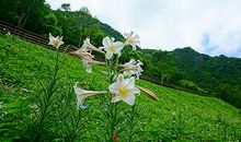 描写百合花的作文